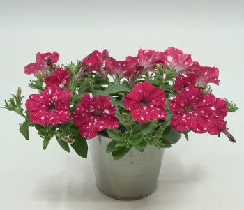 ������� Famous Cherry Sky