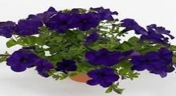 ������� Famous Blue