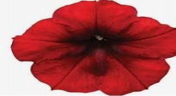 ������� Famous Electric Red