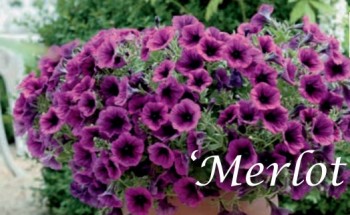 ������� Merlot