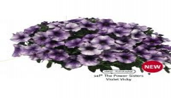 ������ Power Sister Violet Vicky