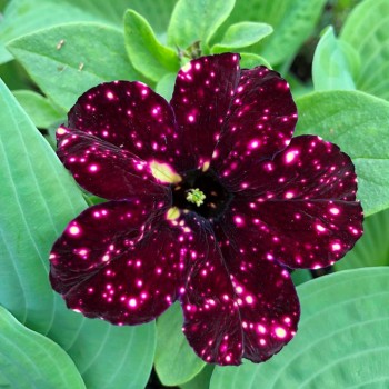 ������� AlpeTunia Burgundy Sky
