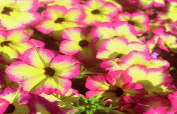 ������� Alpetunia Magenta Yellow Star