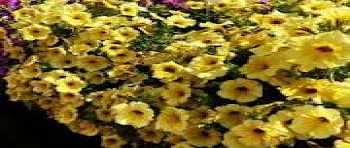 ������� AlpeTunia Yellow Dark Center