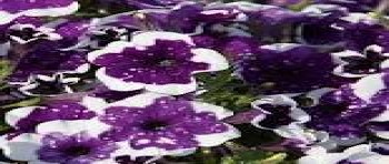 ������� AlpeTunia Glacier Sky