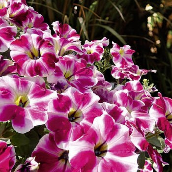 ������� Cranberry Blast