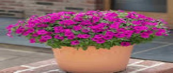 ������� Bubbles Purple