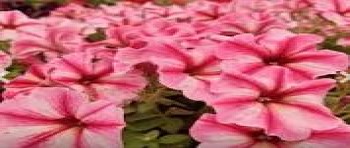 ������� Prettytoonia Strawberry Cream