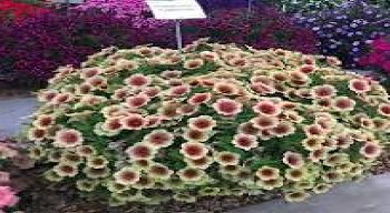 ������� Prettytoonia Cappuccino