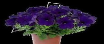 ������� Spice Pearls Bright Blue