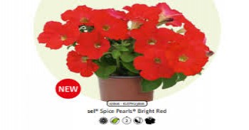 ������� Spice Pearls Bright Red