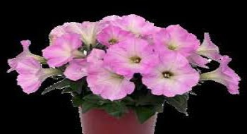 ������� Spice Pearls Bright Light Pink