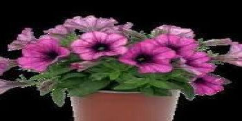 ������� Spice Pearls Magenta Dark Eye