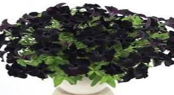 ������� Patia Back to Black