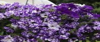 ������� Startunia Blue