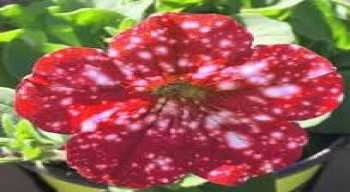 ������� Startunia Red