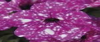 ������� Startunia Violet