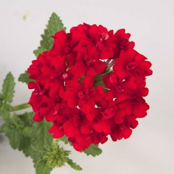 ������� �������� Corsage Red