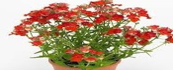 ������� Angelard Orange