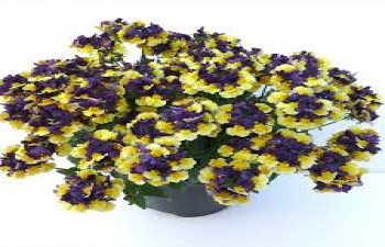 ������� Aroma Plum&Custard