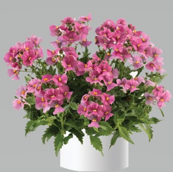 ������� Nesia Spring Blush