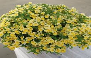 ������� Luric Yellow