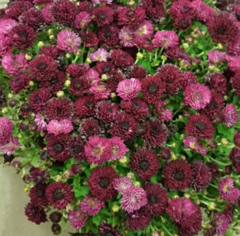 Хризантема Gigi Purple