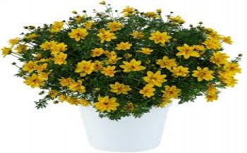 ������ Sunshine Double