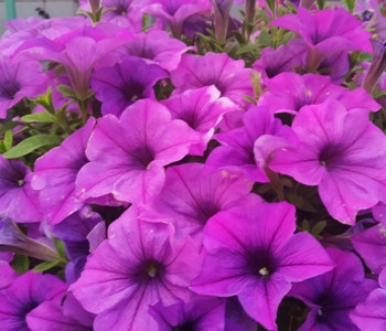  Fanfare Lavander