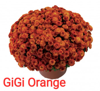 Хризантема Gigi Orange