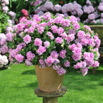 ������� Origami Pink